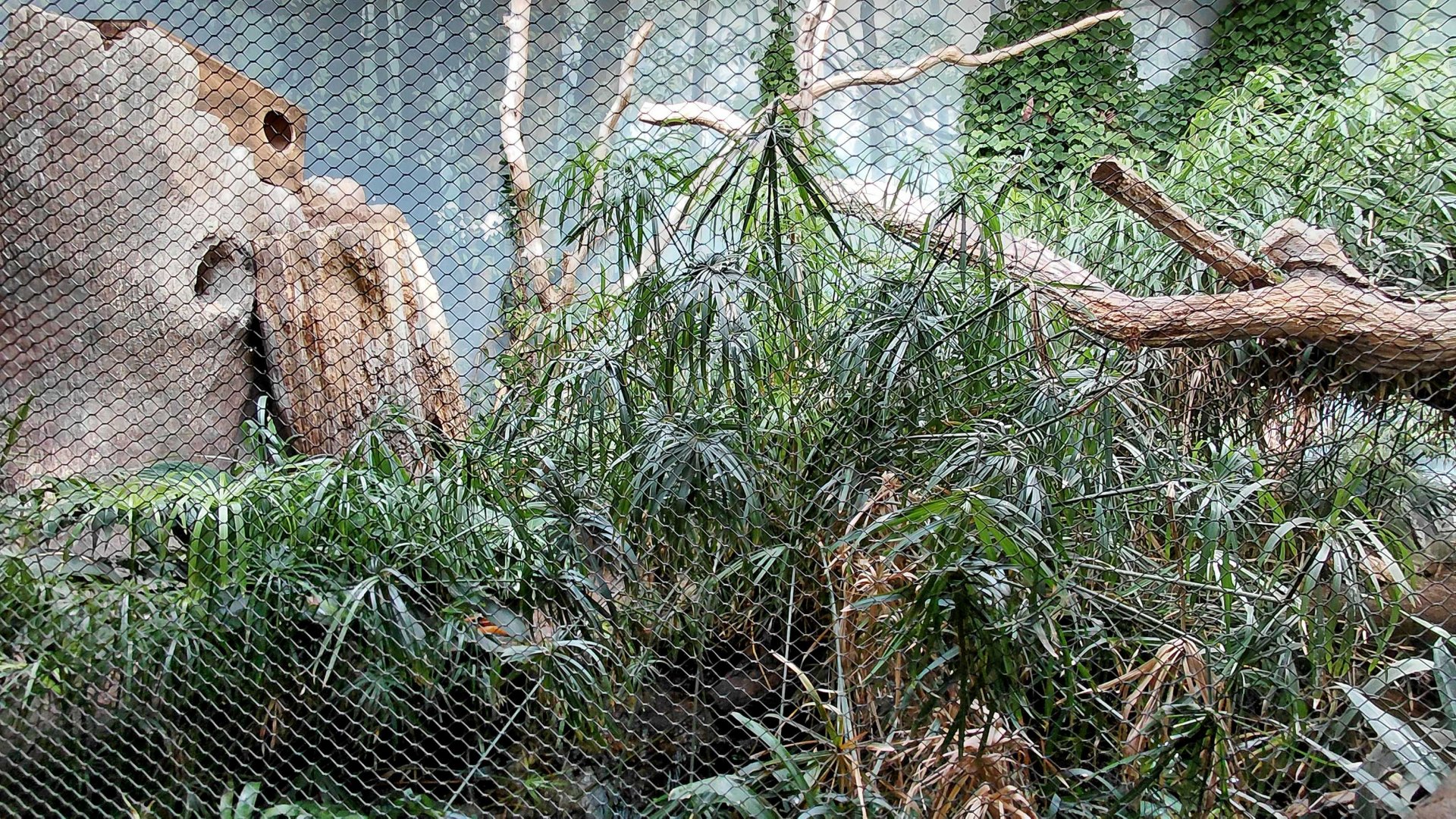 Rákos' house - Pantanal aviary