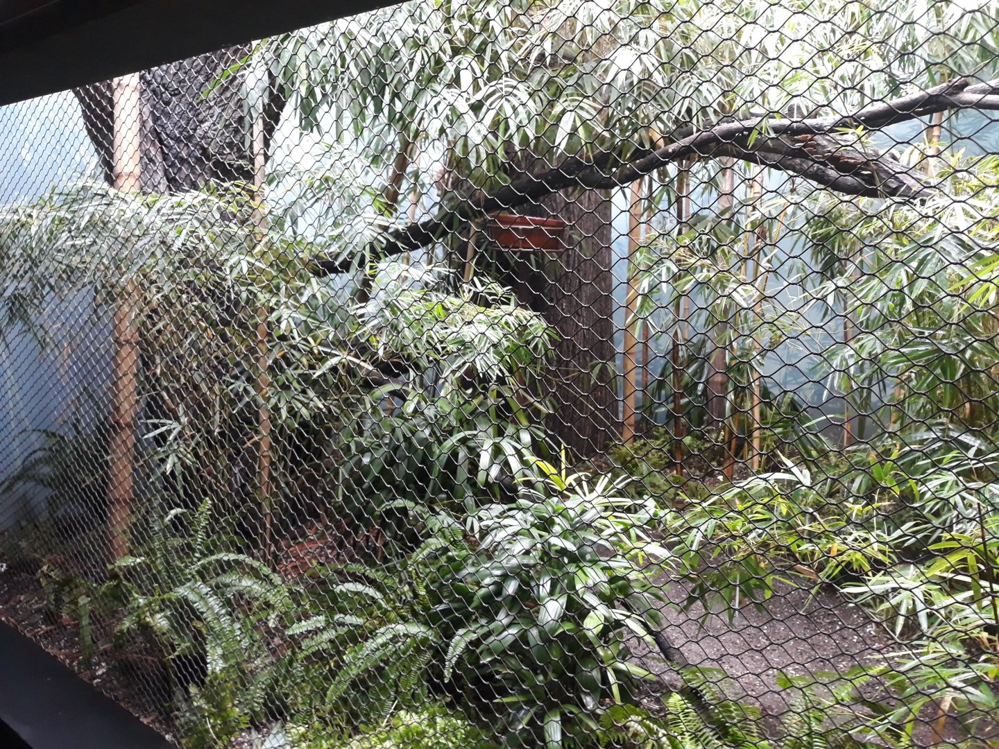 Rakos' house - Pesquet's parrot aviary