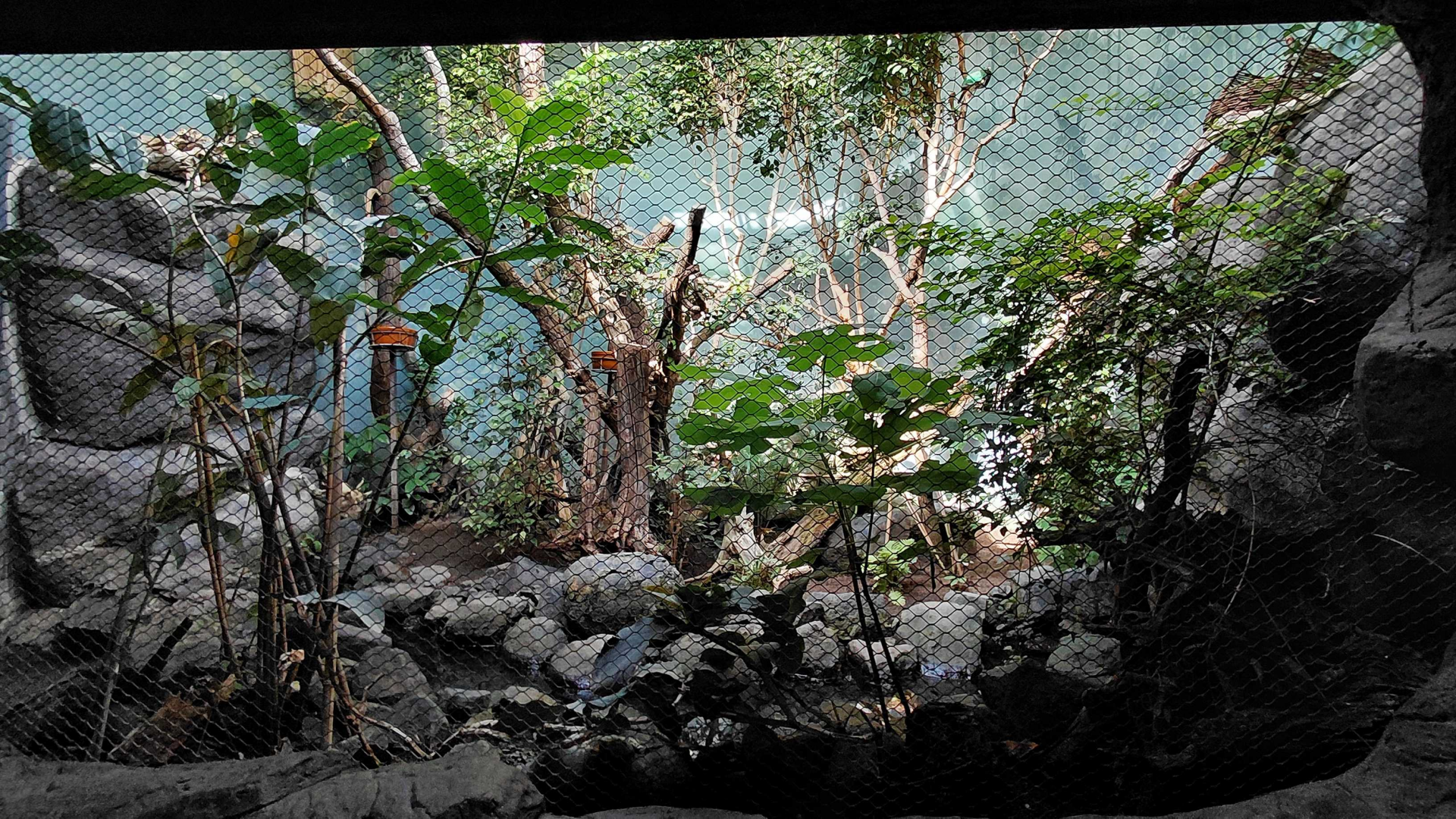 Rákos' house - Philippine aviary