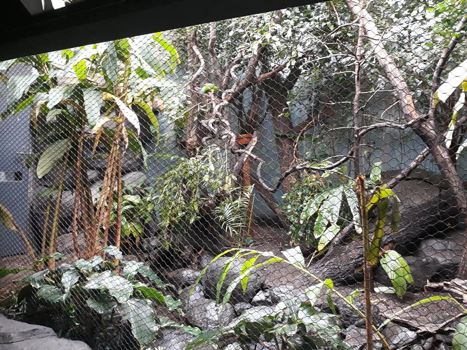 Rakos' house - Philippines aviary