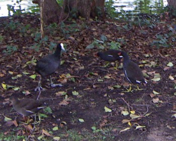 Rallid fight! Eurasian Coot vs. Moorhen