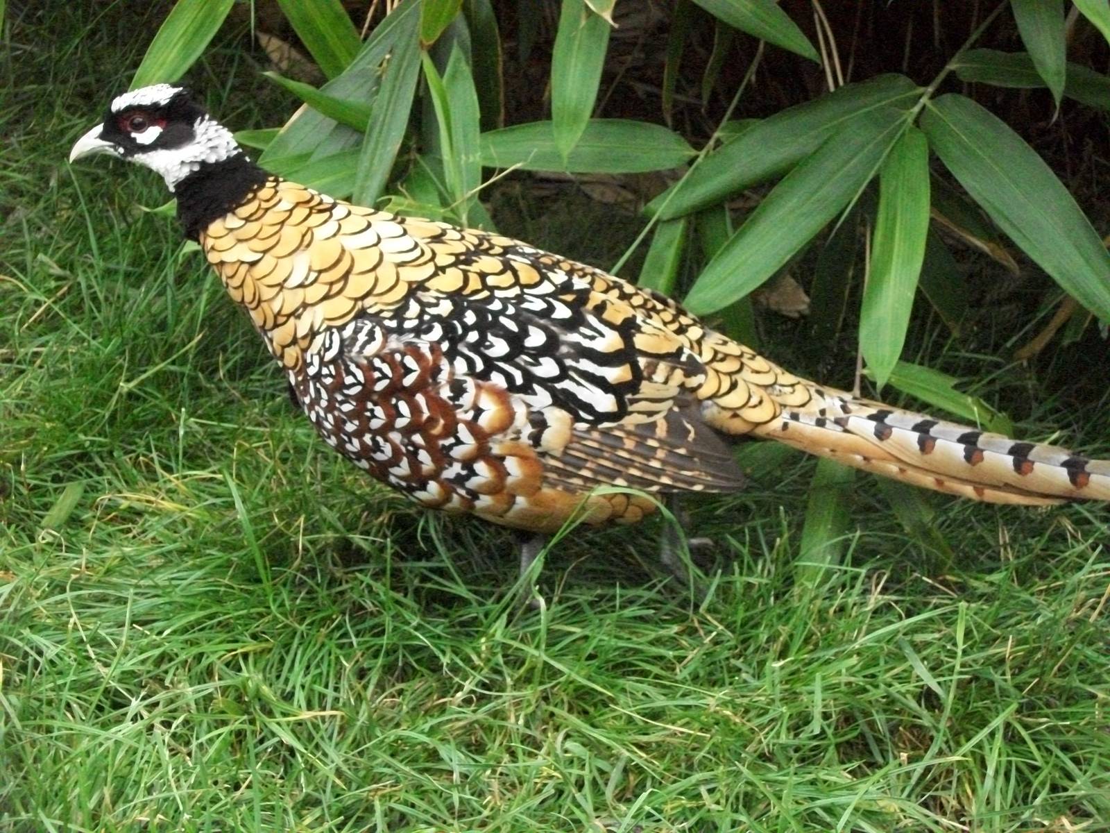Ralph, Jim or Vic, 1st August 2014