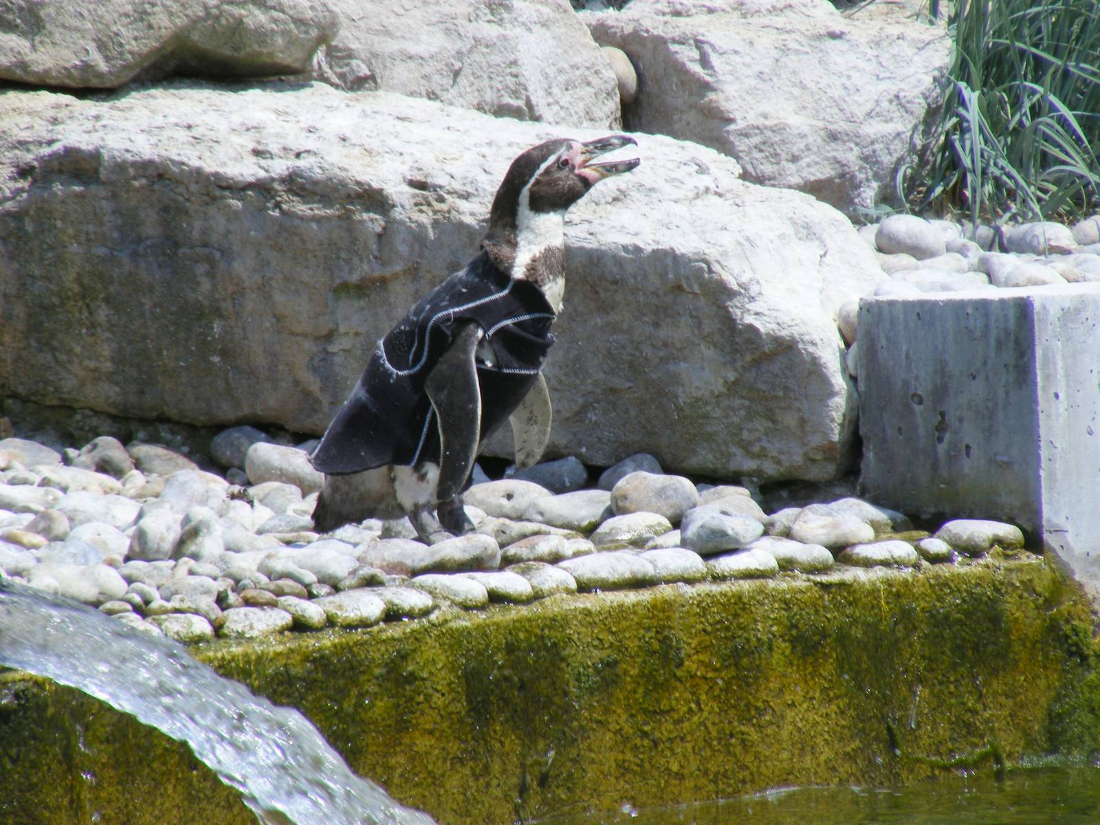 Ralph the Humboldt penguin in his wetsuit at Marwell Wildlife, 27 June 2010