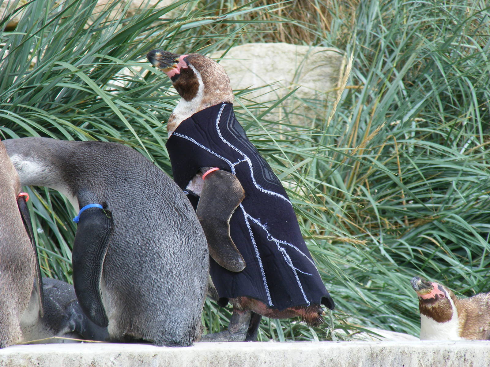 Ralph the humboldt penguin in Penguin World exhibit at Marwell Wildlife, 14