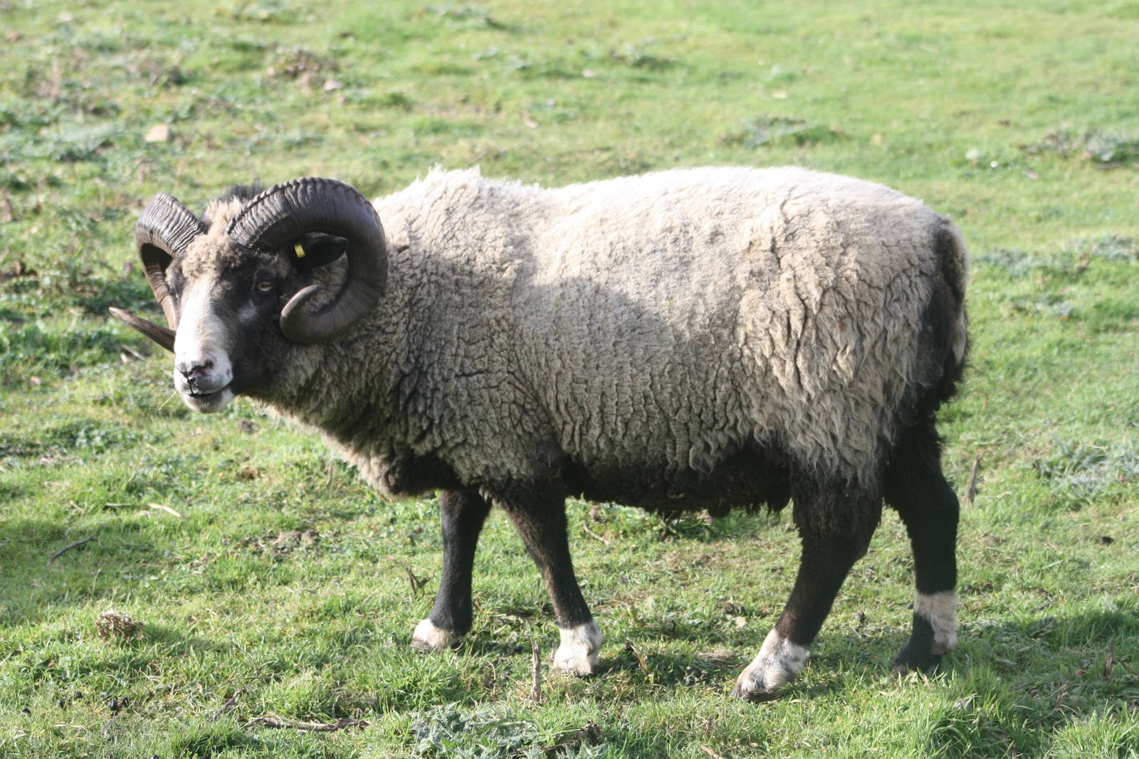 Ram, 29th October 2014