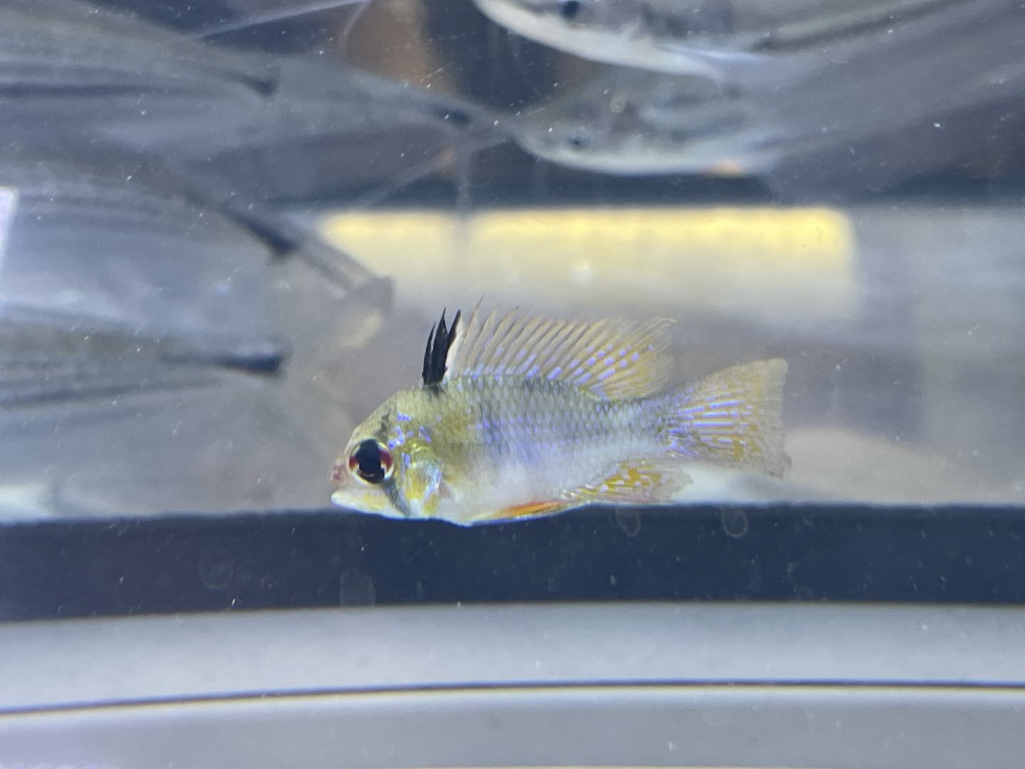 ram cichlid (mikrogeophagus ramirezi)