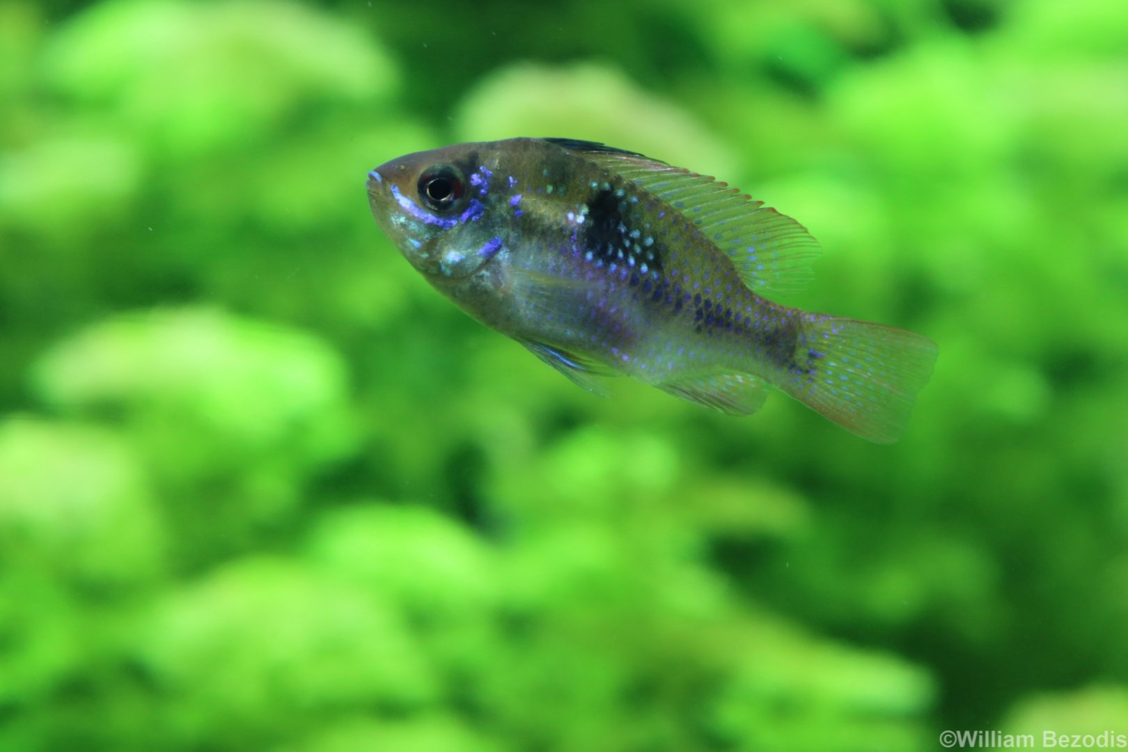 Ram Cichlid