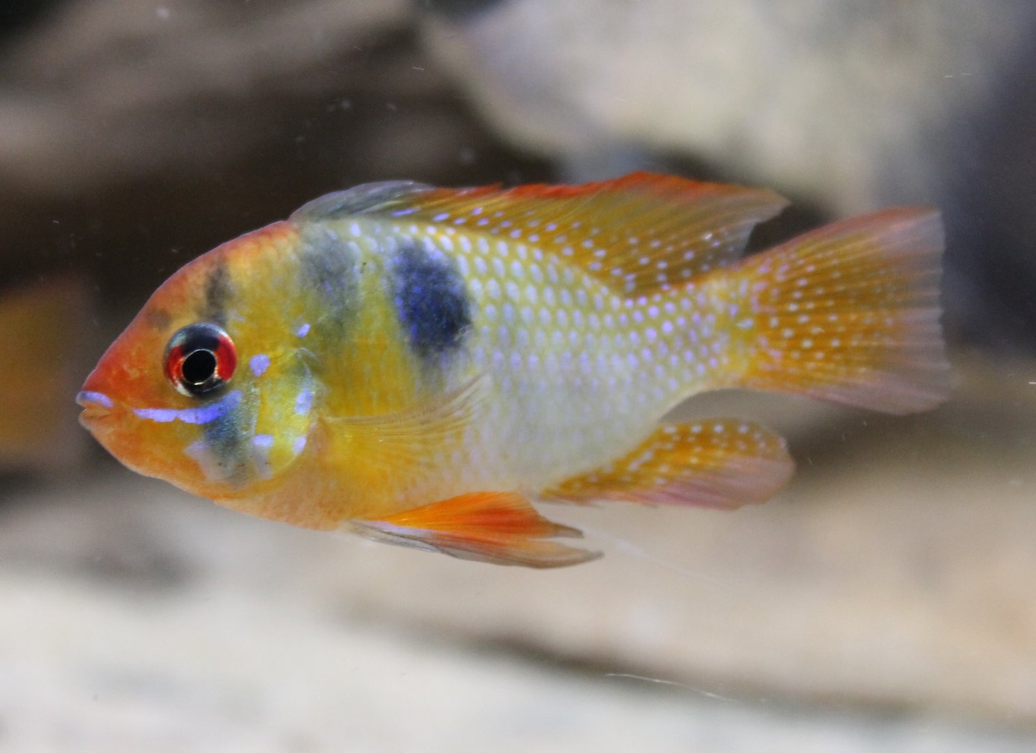 Ram cichlid