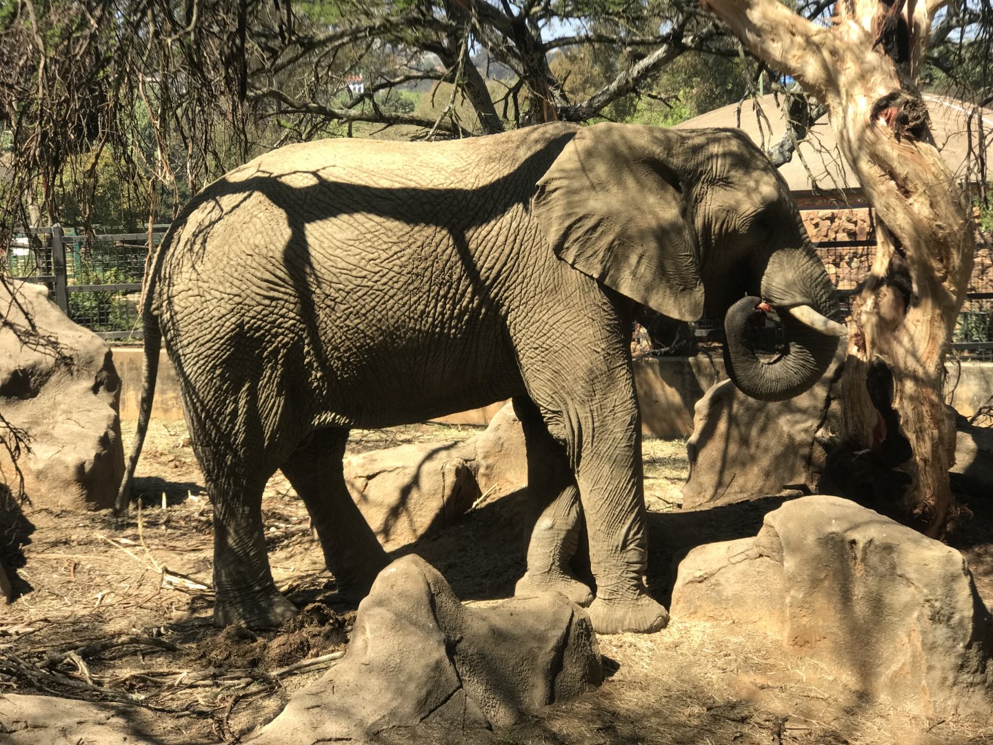 Ramadiba, African Elephant (Loxodonta Africana)