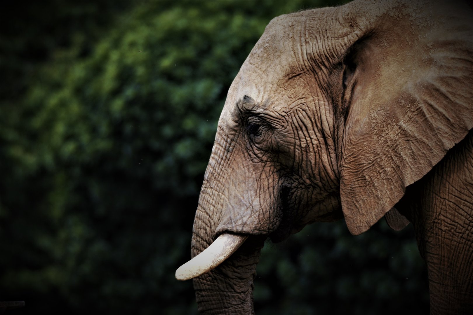 Ramadiba, African Elephant  (Loxodonta africana)