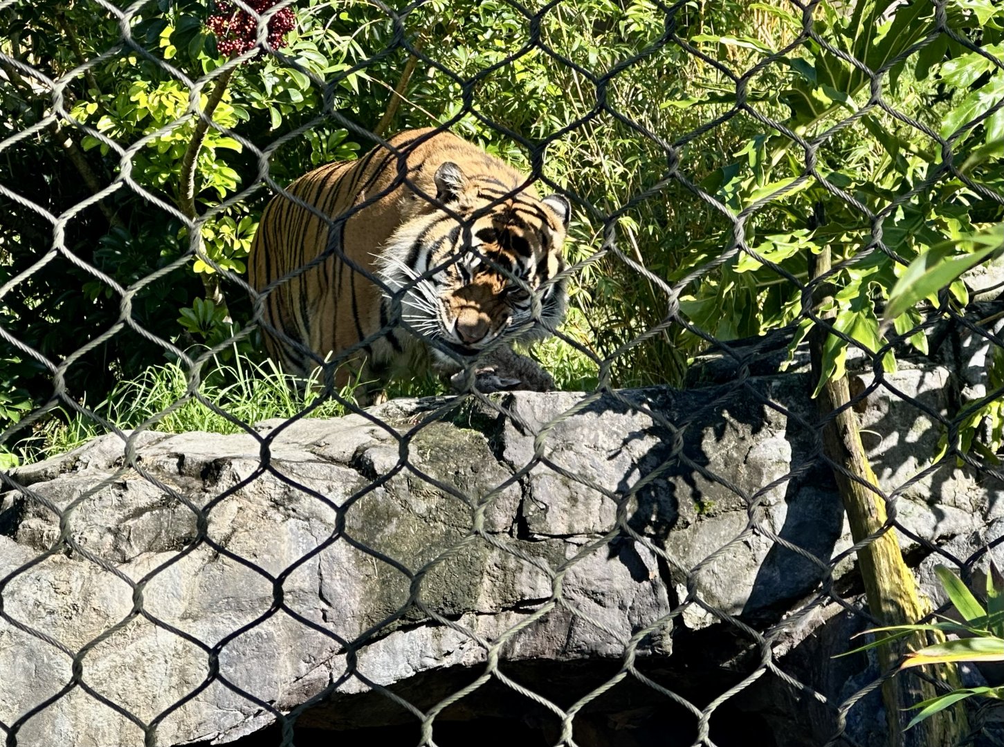 Ramah (Eating Rabbit)