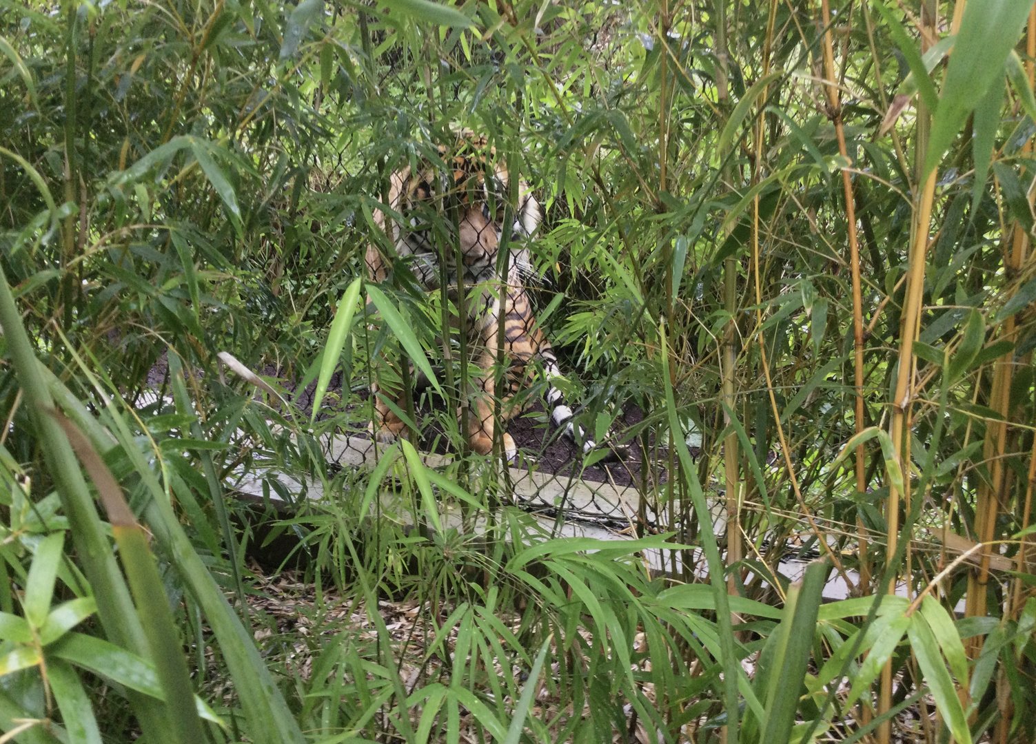 Ramah (Sumatran tiger) - behind bamboo thicket