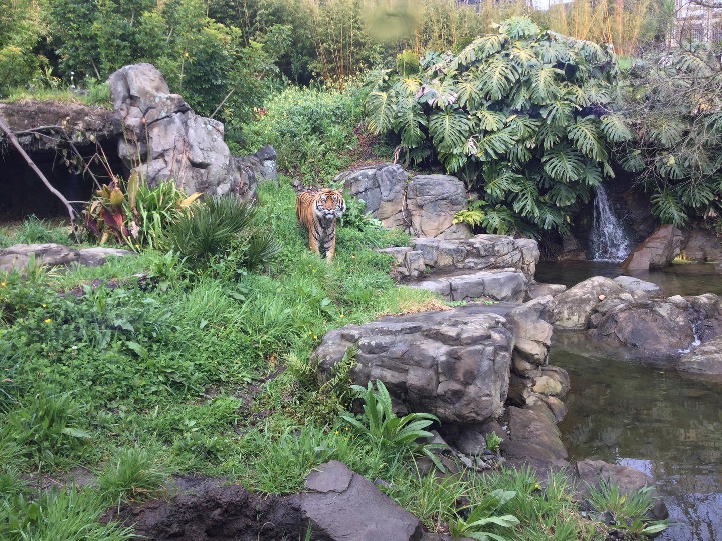 Ramah (Sumatran Tiger) in Large Exhibit