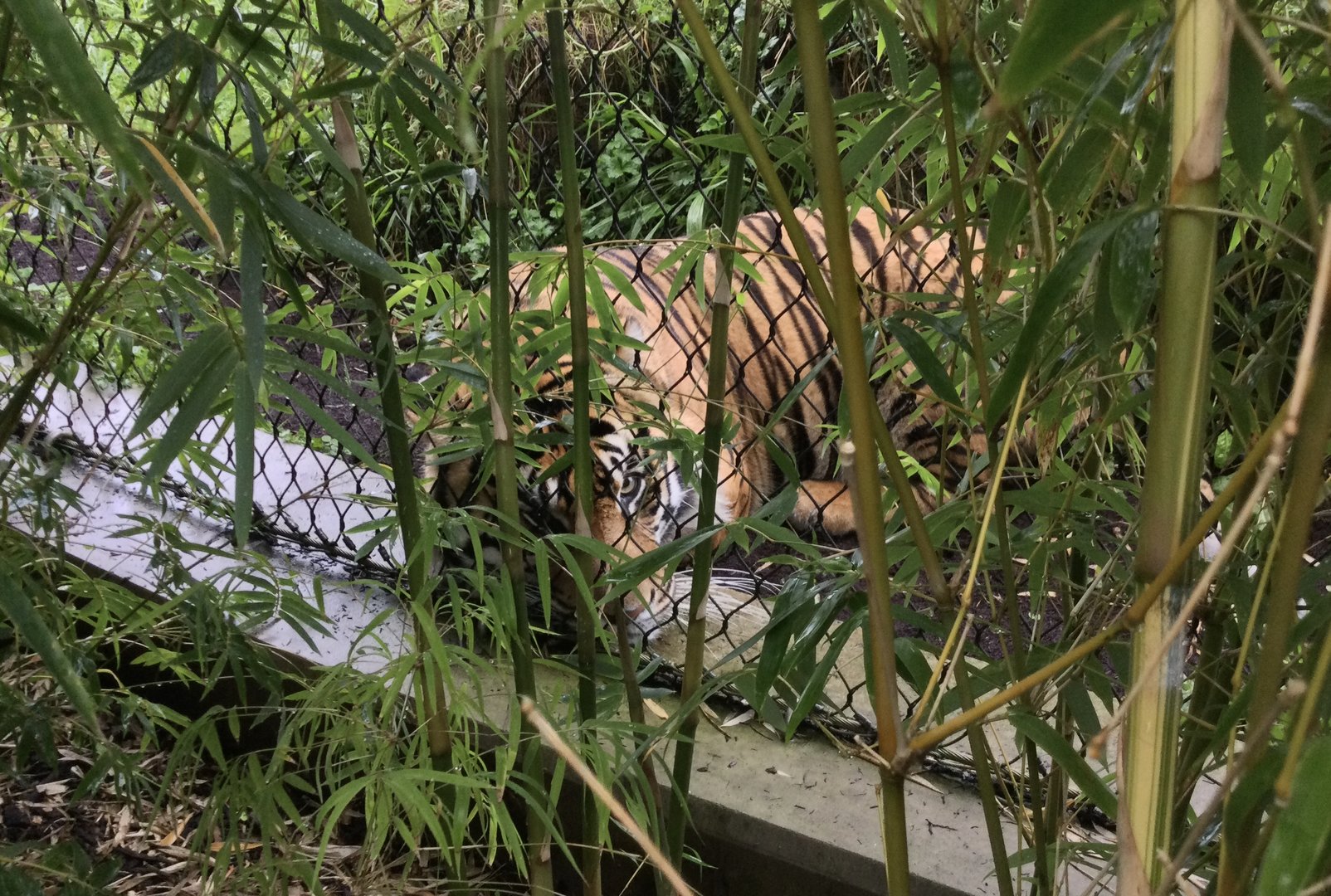 Ramah (Sumatran tiger) - resting