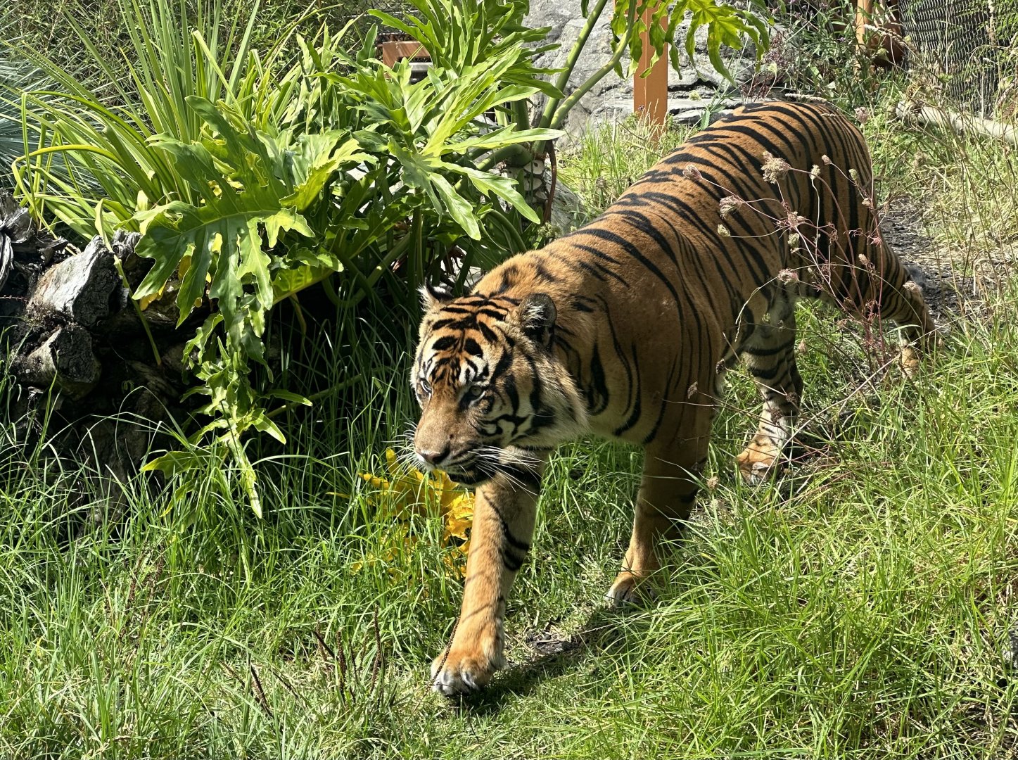 Ramah (Sumatran Tiger)