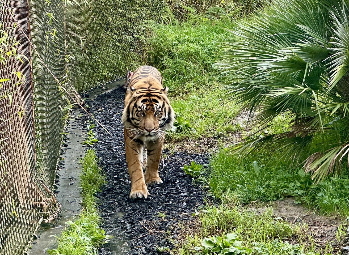 Ramah (Sumatran Tiger)