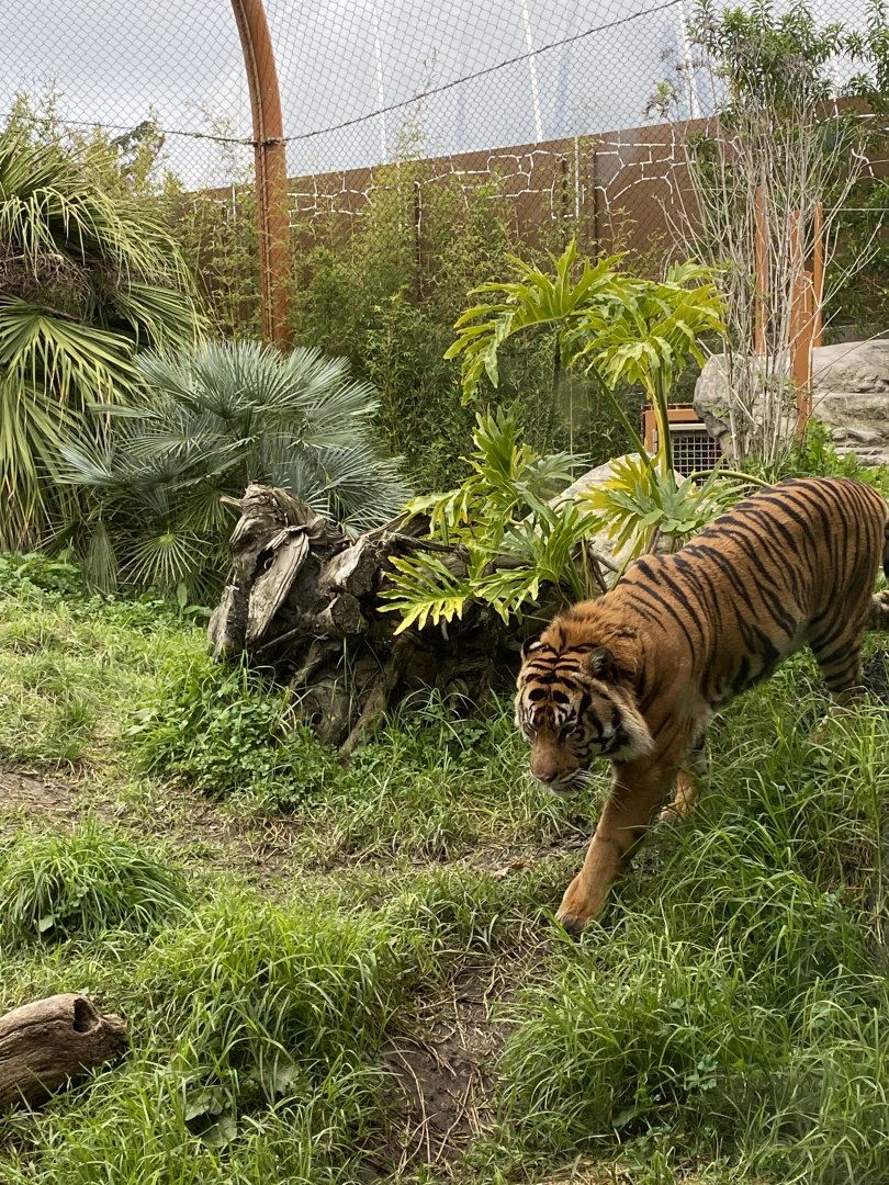 Ramah the Sumatran Tiger