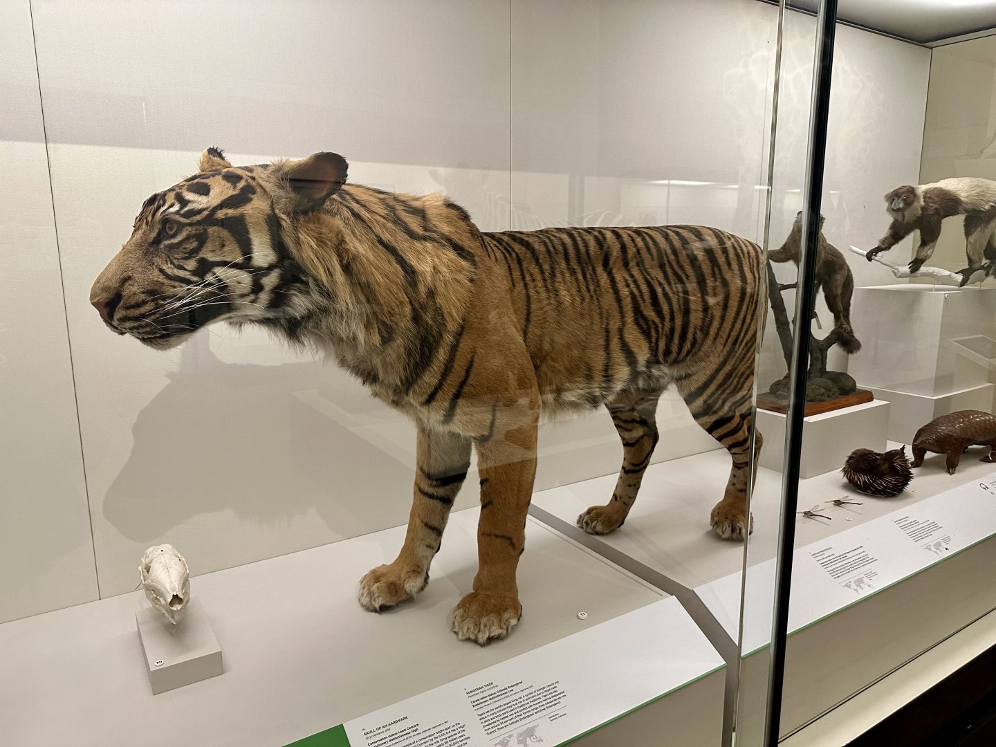 Ramalon (Sumatran Tiger)