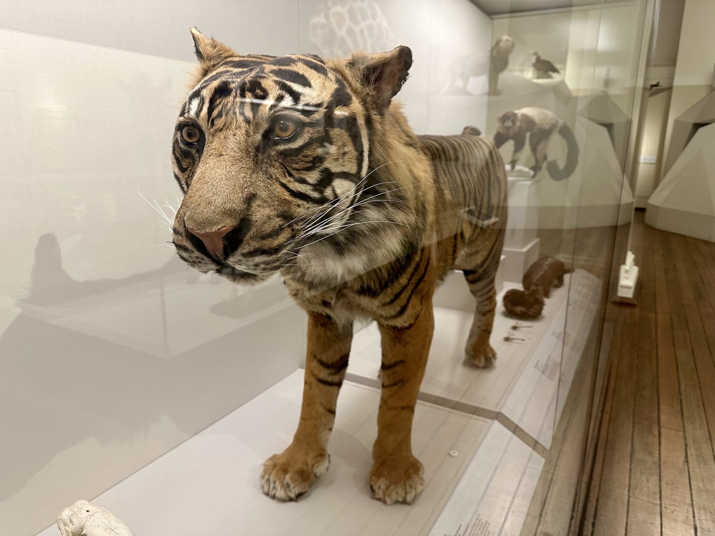 Ramalon (Sumatran Tiger)