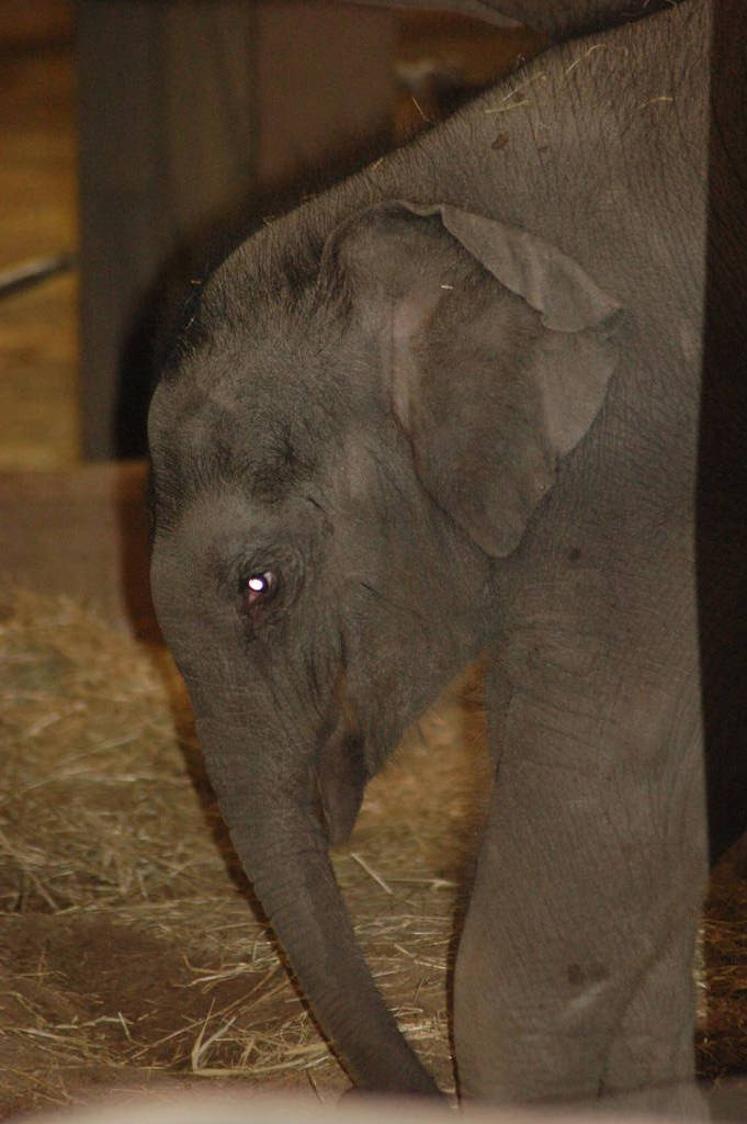 Raman - the baby Asian Elephant