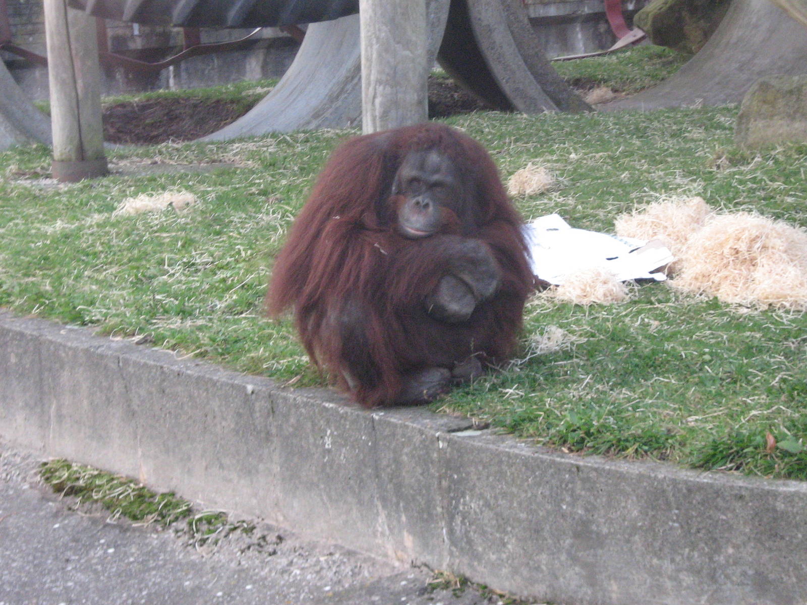Raman The Male Bornean Orangutan