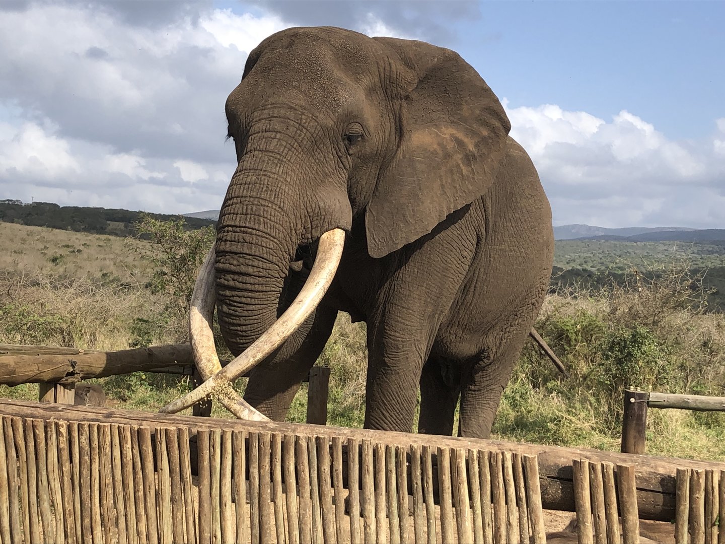 Rambo (the elephant): Last Tusker