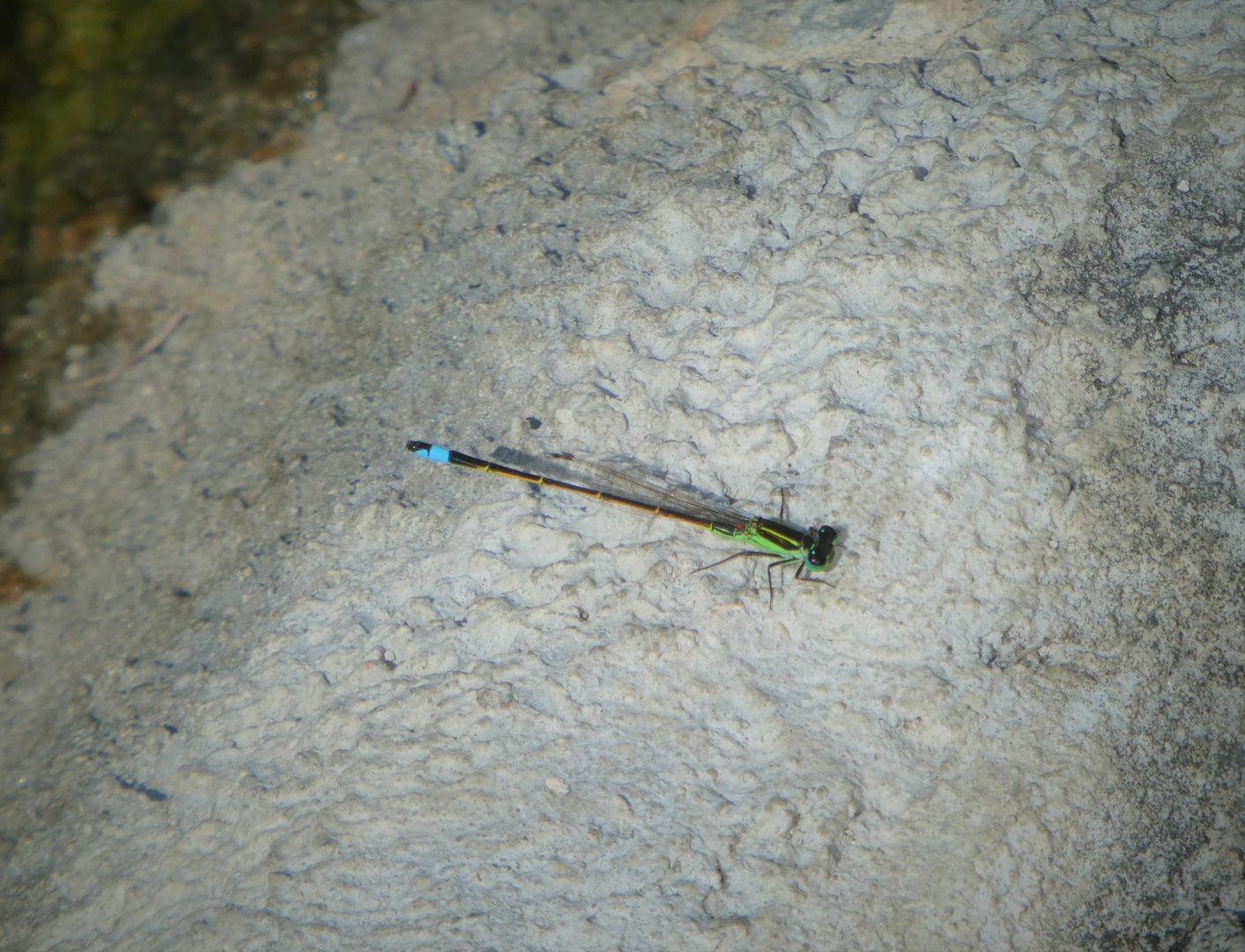 Rambur's Forktail