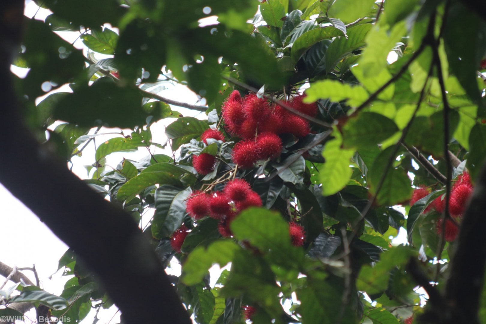 Rambutans - Pulau Ubin