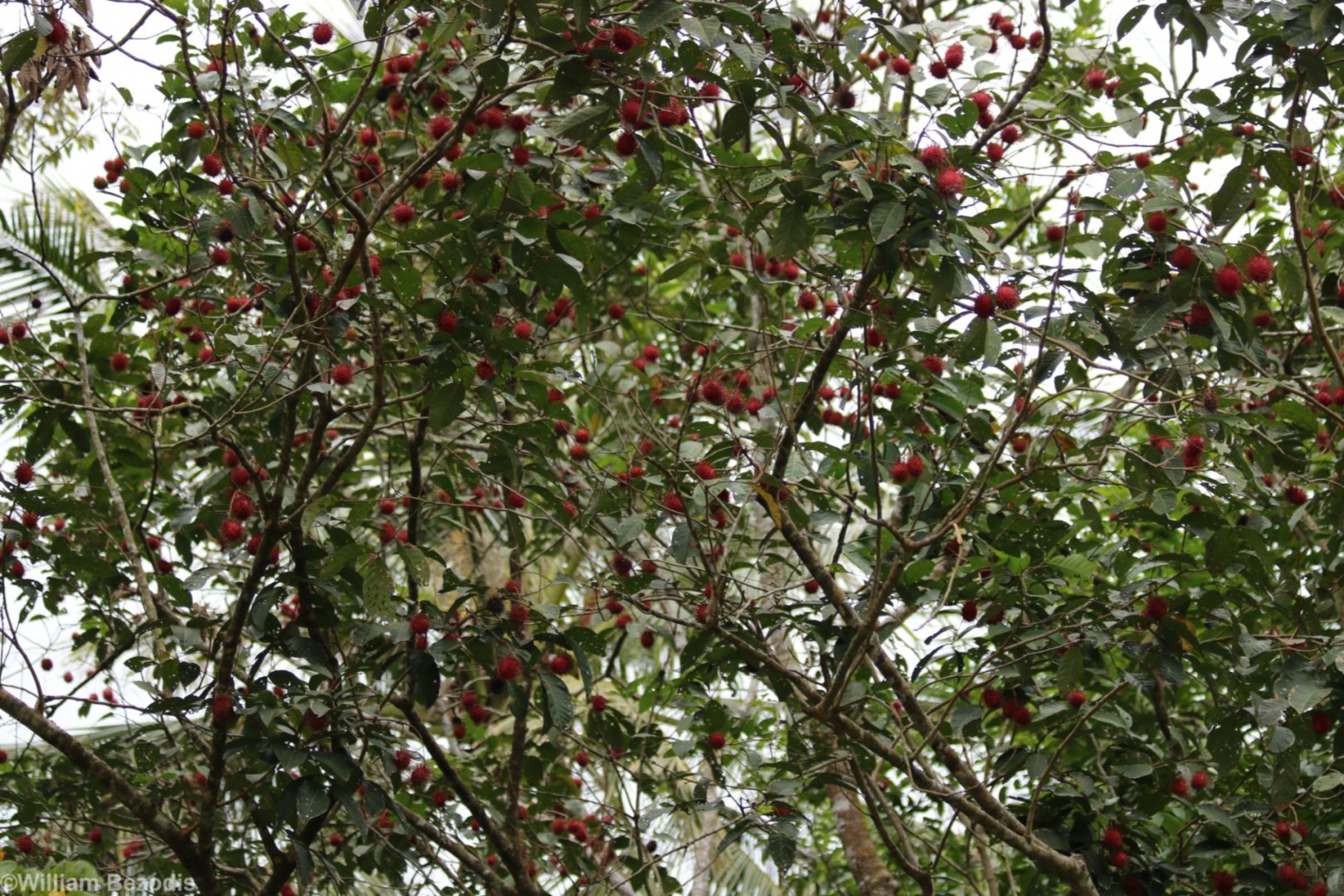 Rambutans - Pulau Ubin