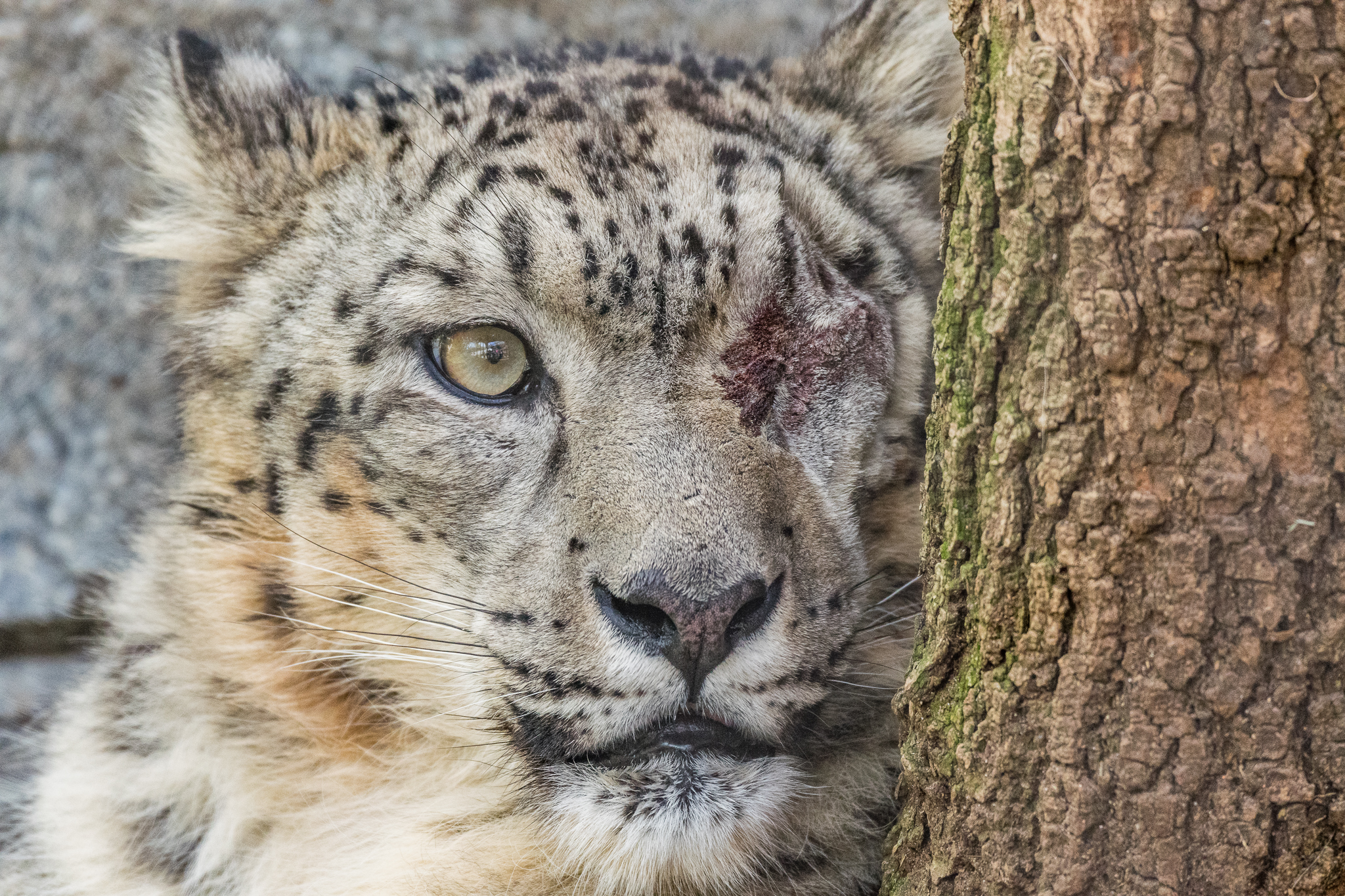 Ramil, male snow leopard.