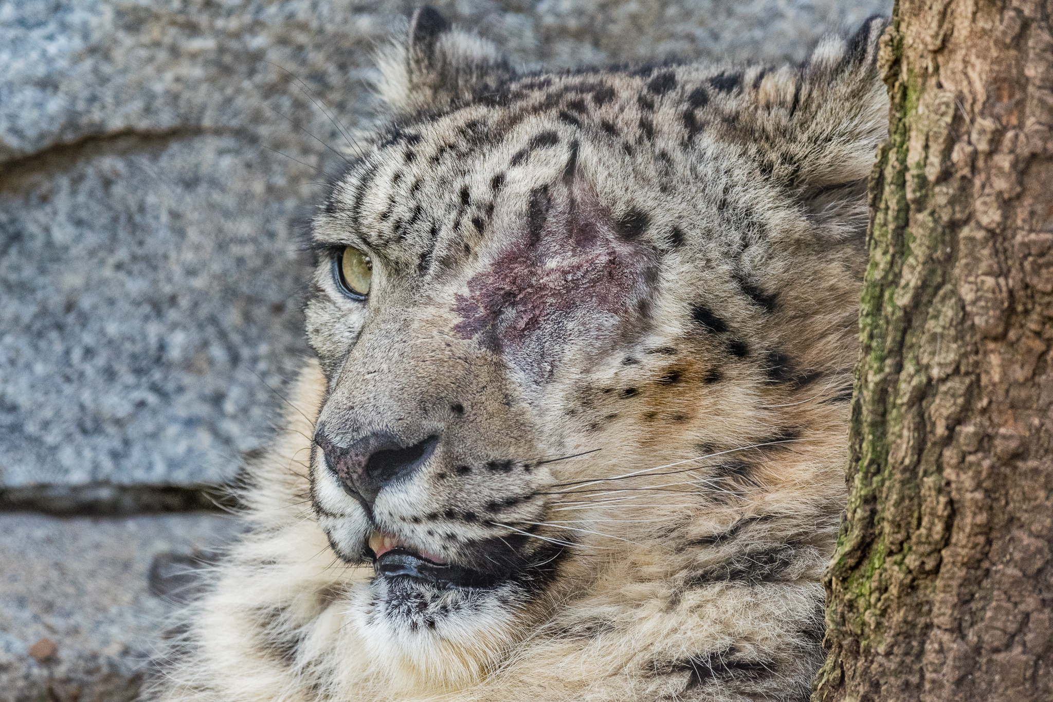 Ramil, male snow leopard.