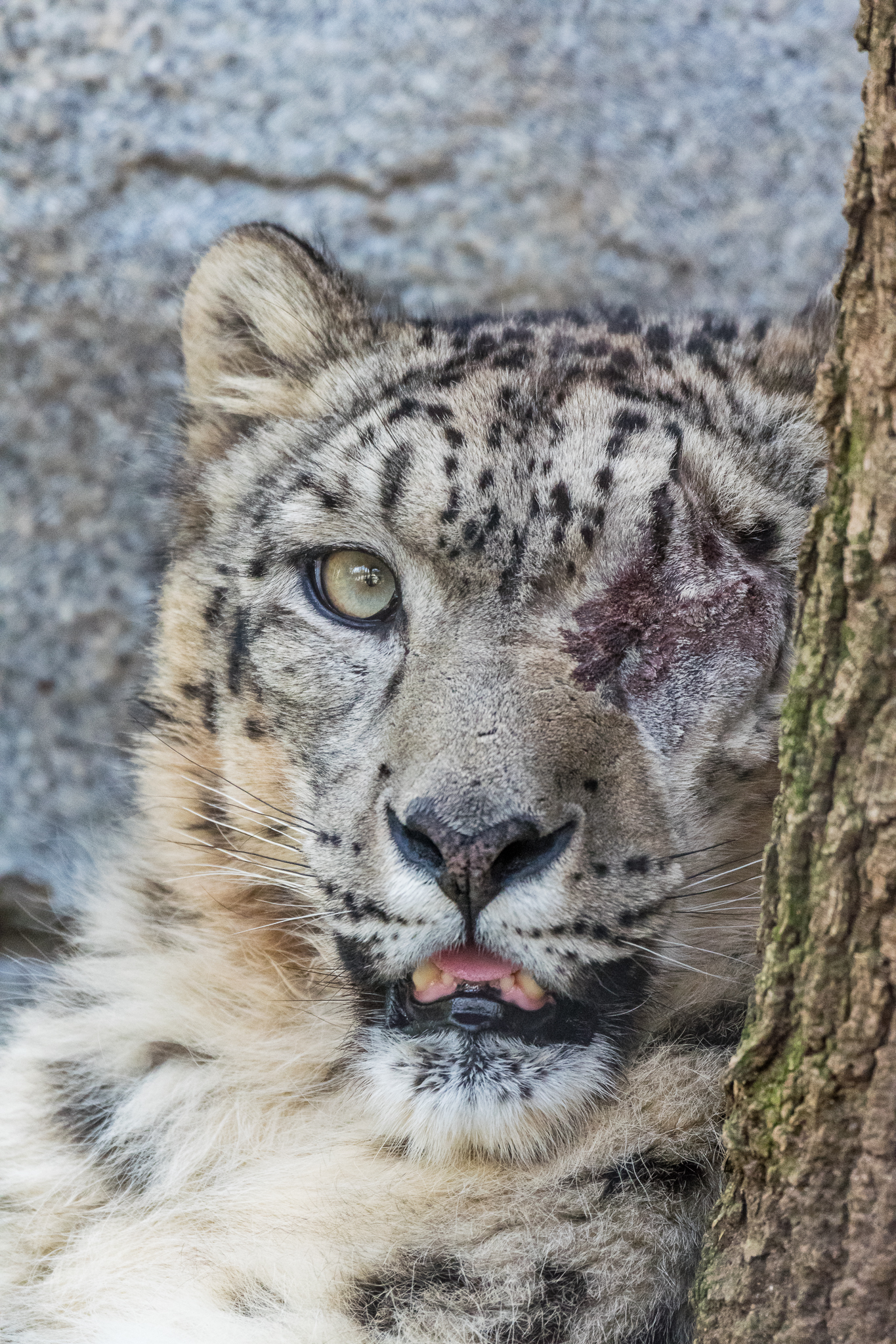 Ramil, male snow leopard.
