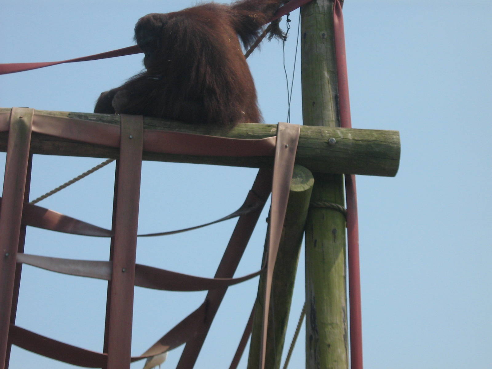 ramon male bornean orangutan