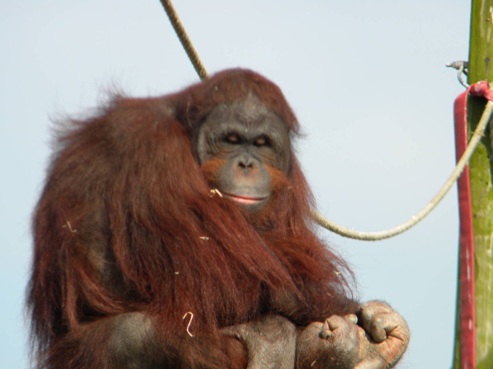 Ramon the Bornean Orangutan at Blackpool Zoo 27th March 2011