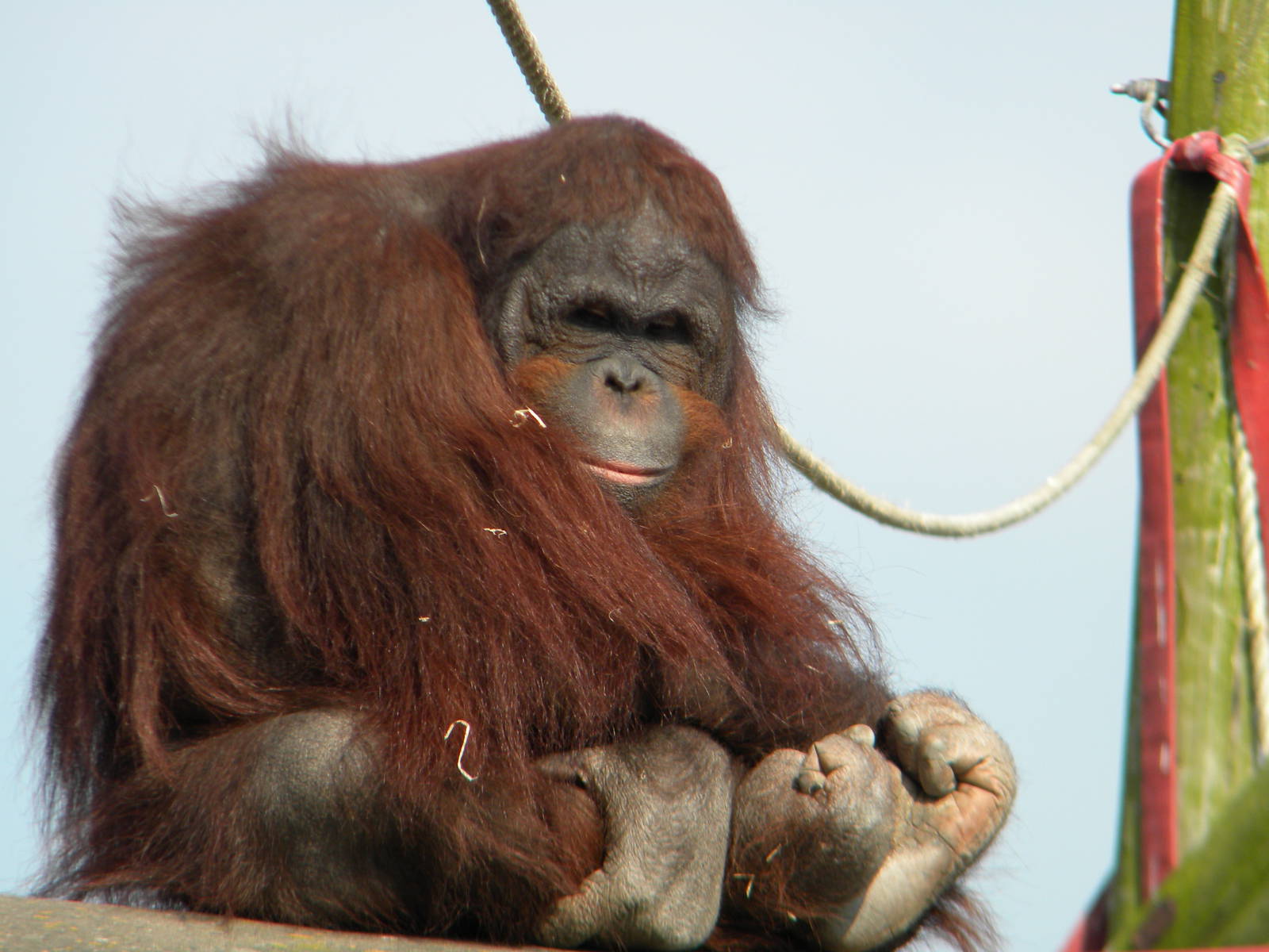 Ramon the Bornean Orangutan at Blackpool Zoo 27th March 2011