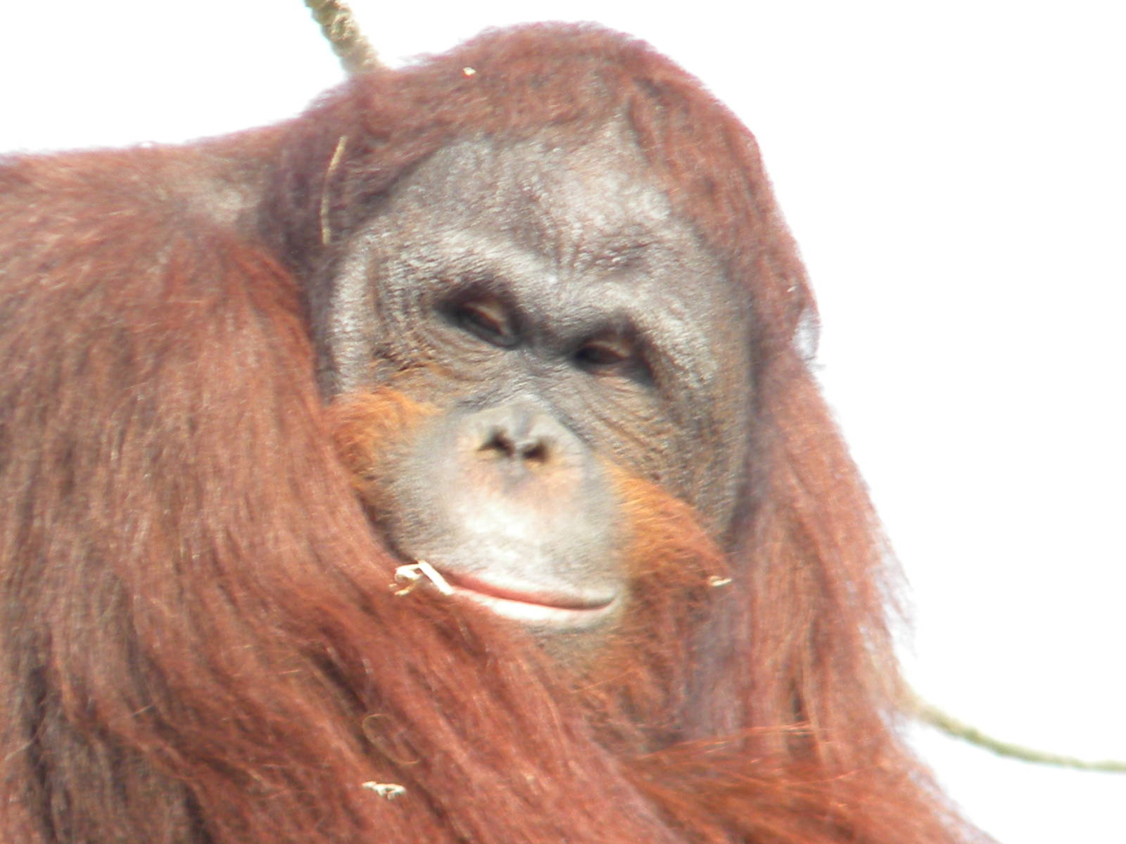 Ramon the Bornean Orangutan at Blackpool Zoo 27th March 2011