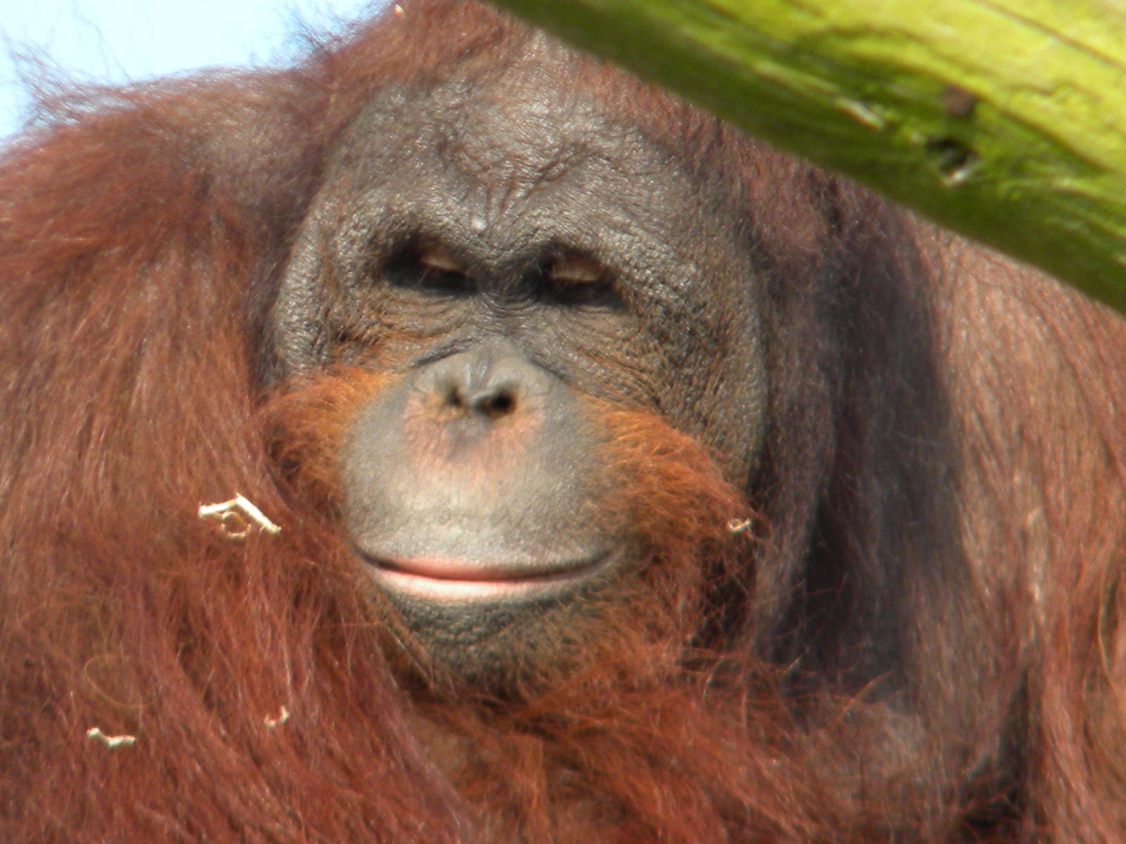 Ramon the Bornean Orangutan at Blackpool Zoo 27th March 2011