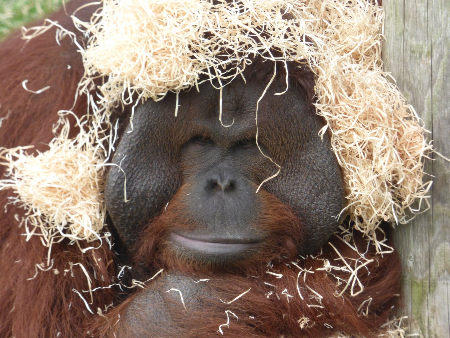Ramon the Bornean Orangutan