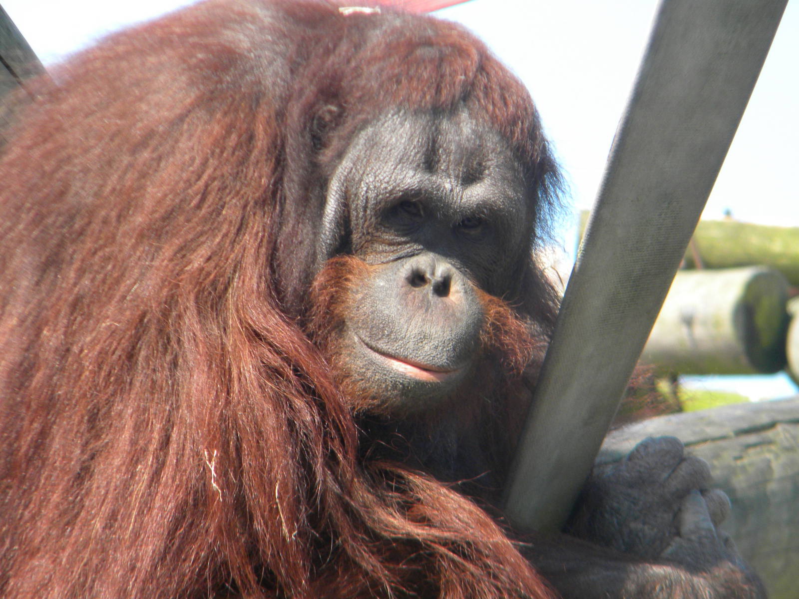 Ramon the male Bornean Orangutan at Blackpool Zoo 10th April 2011