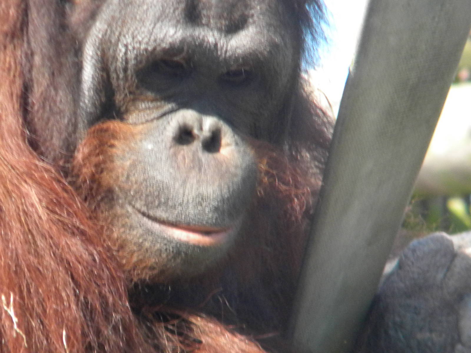 Ramon the male Bornean Orangutan at Blackpool Zoo 10th April 2011