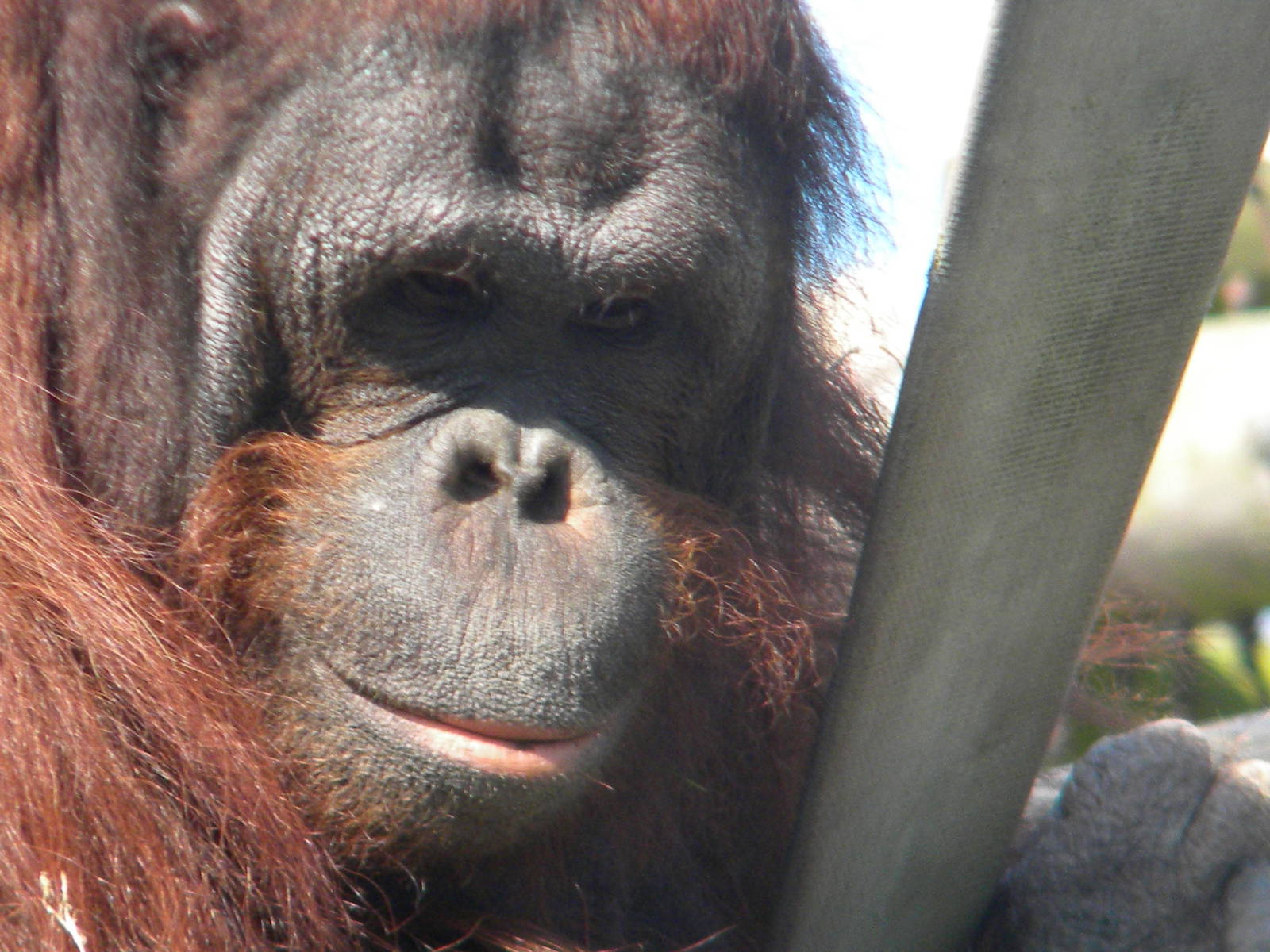 Ramon the male Bornean Orangutan at Blackpool Zoo 10th April 2011