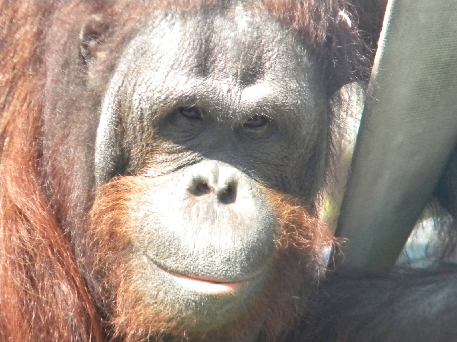 Ramon the male Bornean Orangutan at Blackpool Zoo 10th April 2011
