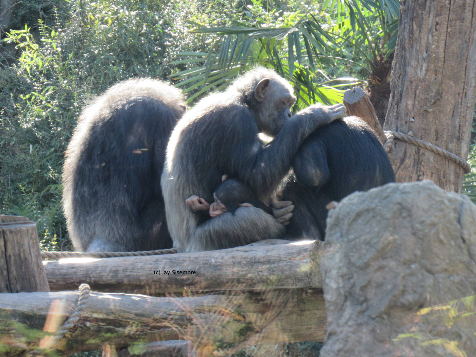 Ramona and Little Mshindi, and 2 Others