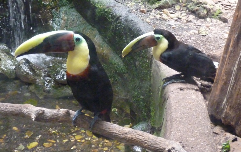 Ramphastos Ambiguus Swainsonii (22-7-17 Faunia)