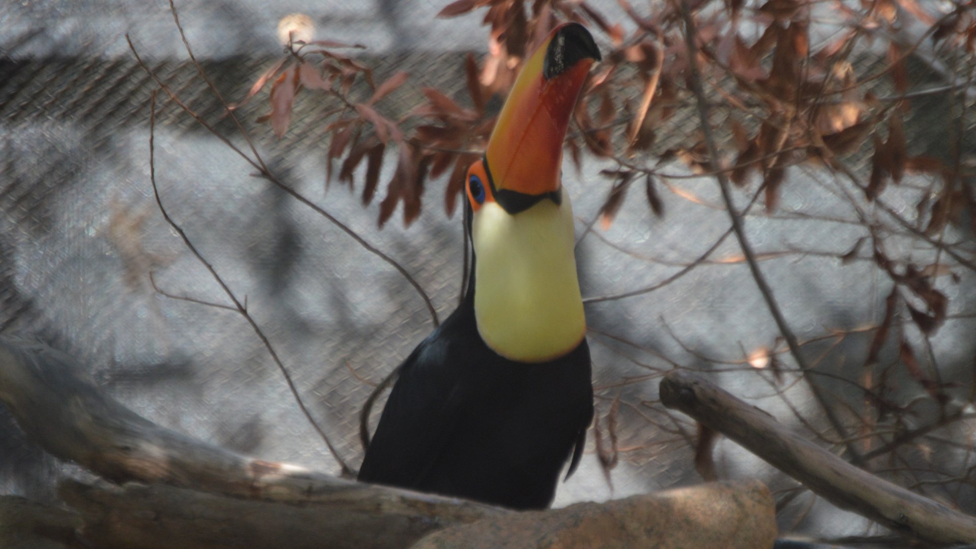 Ramphastos toco toco