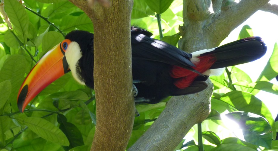 Ramphastos toco