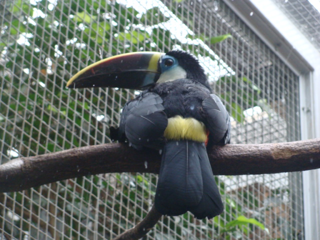 Ramphastos tucanus