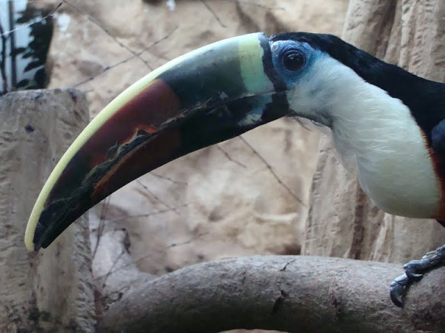 Ramphastos tucanus