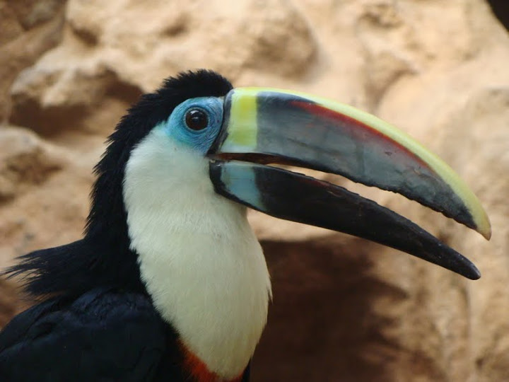 Ramphastos tucanus