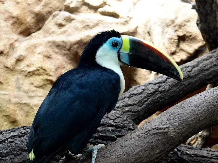 Ramphastos tucanus